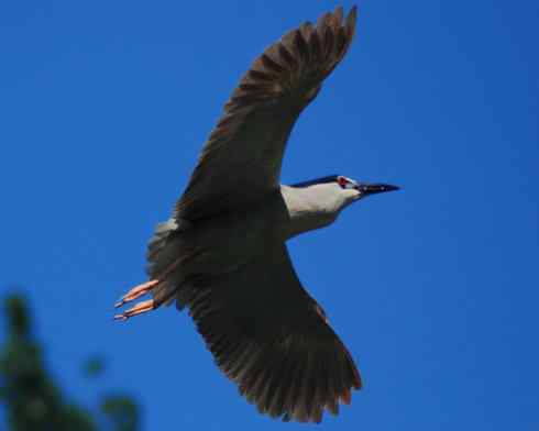 拍摄鹭鸟小结（组图，10张）