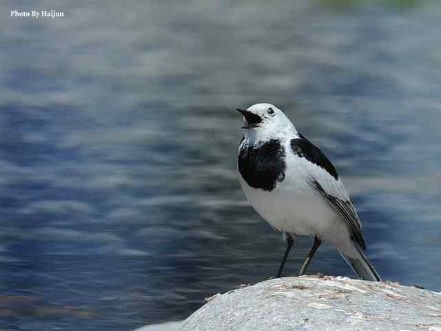 房山十渡(苍鹭水鹨白鹡鸰)