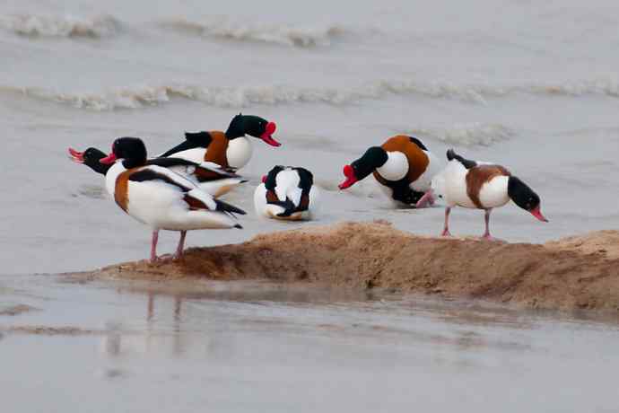 一组争斗的翘鼻麻鸭