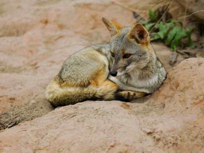犬科：狐亚科伪狐属之高地狐、河狐、秘鲁狐
