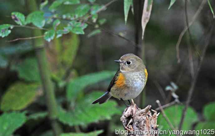 雌性红胁蓝尾鸲（61）