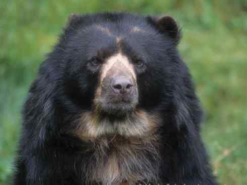 十大喜食蜂蜜动物：黑熊