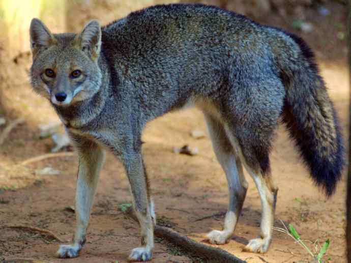 犬科：狐亚科伪狐属之高地狐、河狐、秘鲁狐