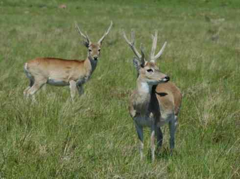 麒麟：传说的兽原型探秘（驼鹿）