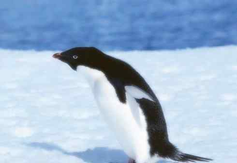 猎奇：十大奇异鸟类之三