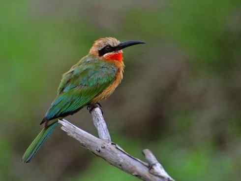 绝色攀禽:佛法僧目之蜂虎4 绝色攀禽:佛法僧目之蜂虎4