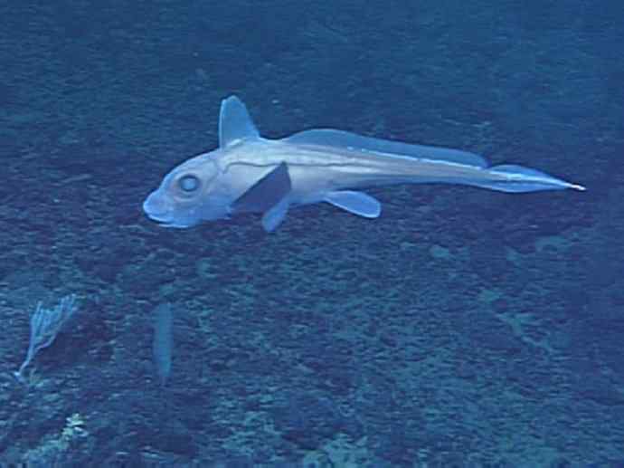 鱼类活化石：叶吻银鲛