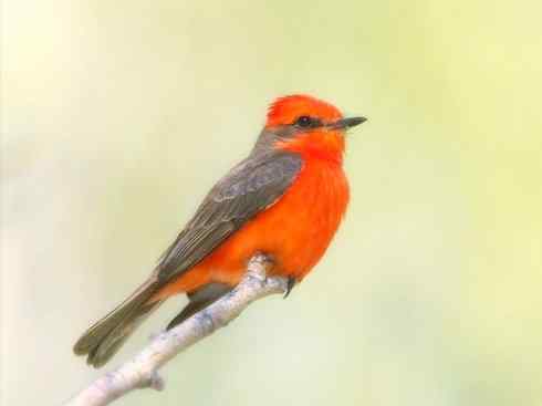 极品红色鸟类:朱红霸鶲 极品红色鸟类:朱红霸鶲