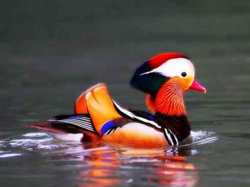 家禽驯化之源之七