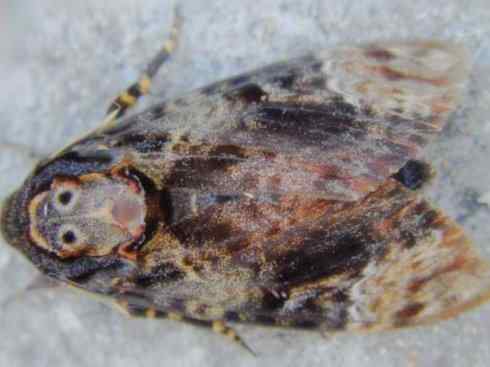 十大喜食蜂蜜动物:鬼脸天蛾 十大喜食蜂蜜动物:鬼脸天蛾