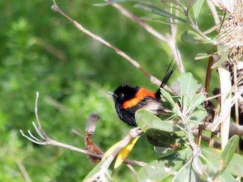 美丽无罪：雀鸟之鹩莺