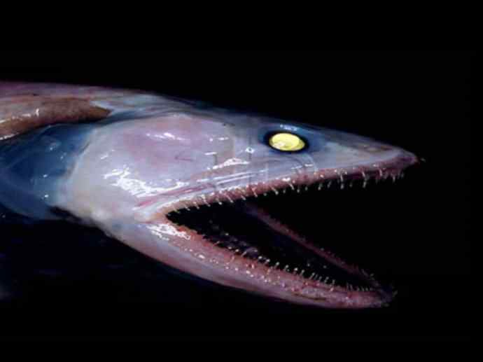 鱼类活化石：帆蜥鱼