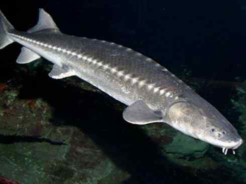 鱼类活化石:中华鲟 鱼类活化石:中华鲟