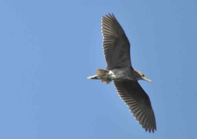 飞（夜鹭） wbr5