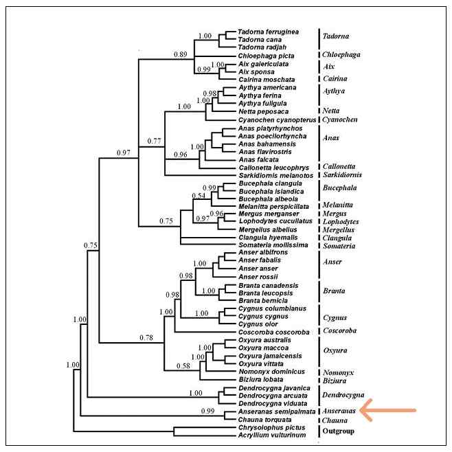 澳洲鸟类摄影——鹊雁