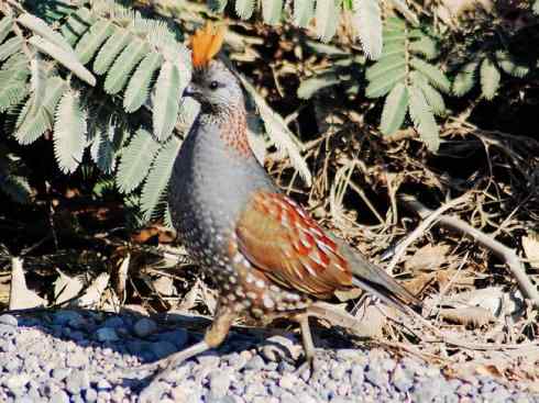 凤凰:传说中的鸟原型探秘(大眼斑雉) 凤凰:传说中的鸟原型探秘(大眼斑雉)