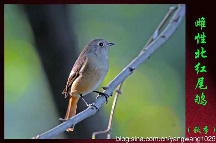 北京天坛公园的鸟类——雌性北红尾鸲（秋季）