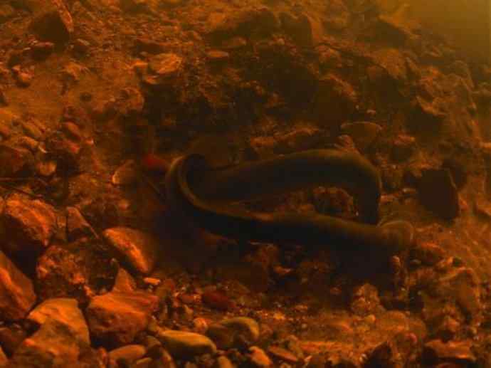 鱼类活化石：七鳃鳗