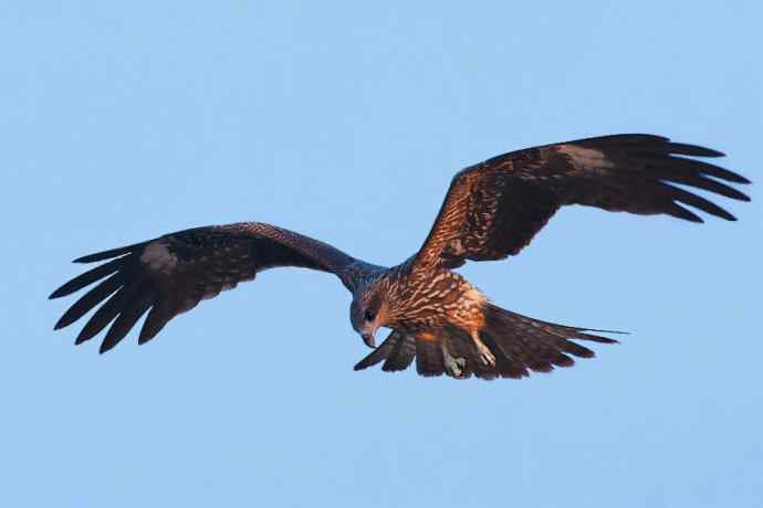 秋季野鸭湖 热拍黑耳鸢