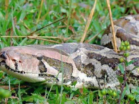 龙：传说的兽原型探秘（蟒蛇类）