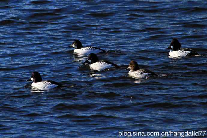 鹊鸭（2）