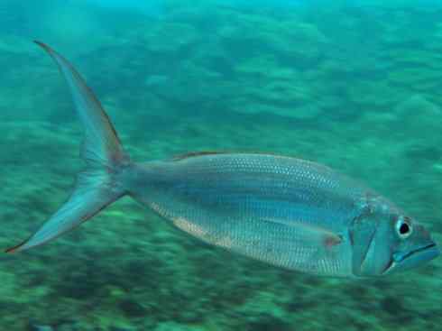 鱼类活化石：虱目鱼