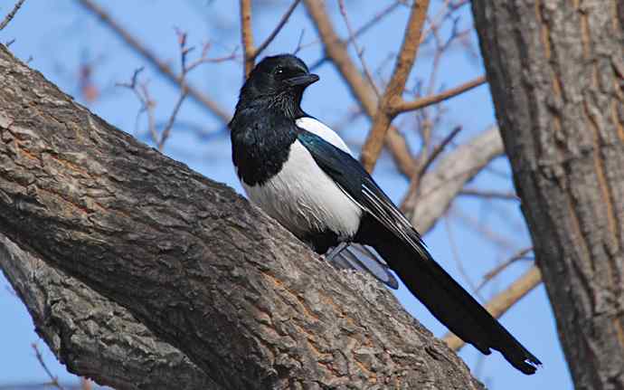 北京植物园赏鸟（十七），喜鹊（组图）