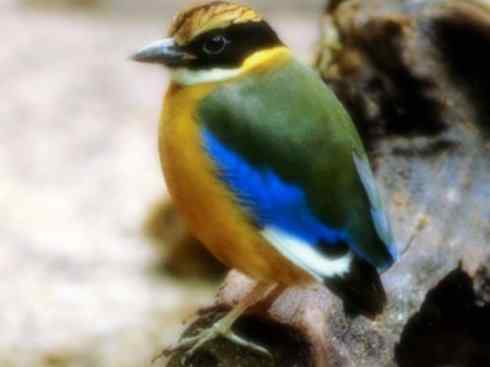 美丽无罪：雀鸟之八色鸫