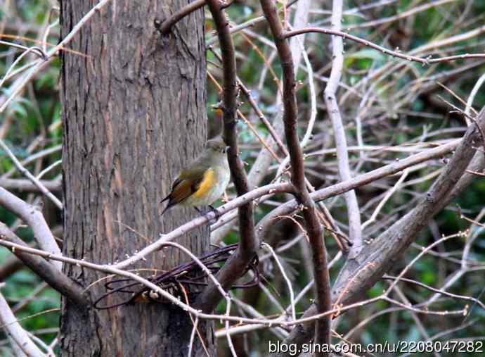151.圣诞节送上12月份拍新鸟