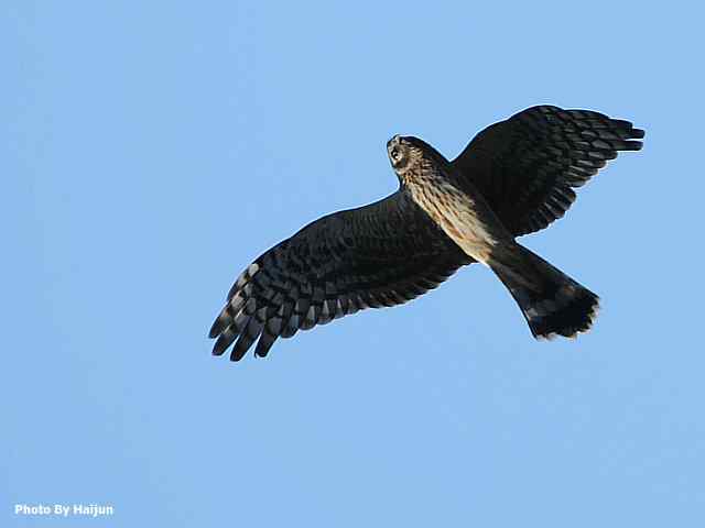 厚道的白尾鹞可以有