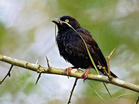 极品红色鸟类:红艳织雀 极品红色鸟类:红艳织雀