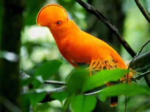 绝色攀禽：佛法僧目之短尾鴗