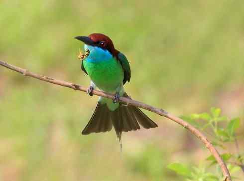 绝色攀禽：佛法僧目之蜂虎2