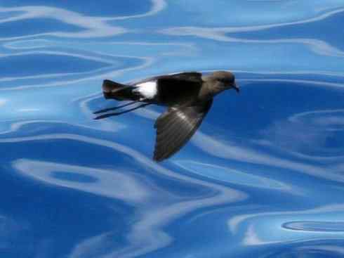 奇特的盔:雪海燕 奇特的盔:雪海燕