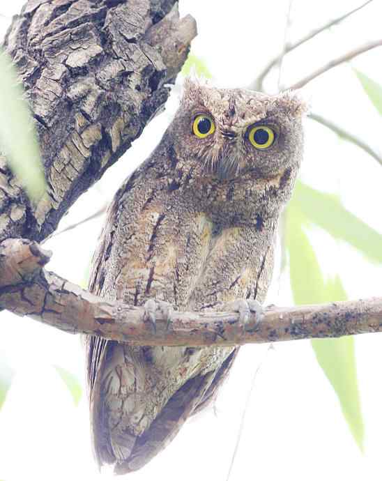 站岗放哨保母子平安的猫头鹰爸爸