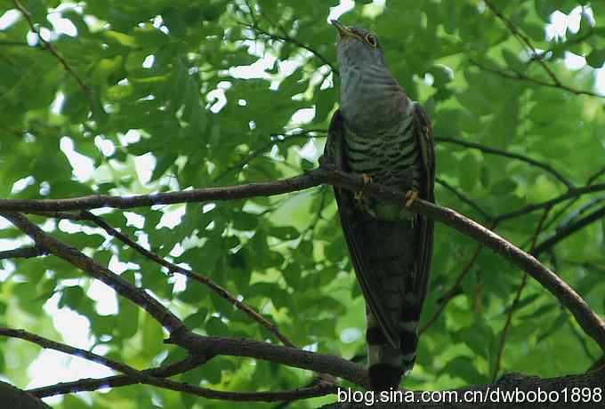 夏日欢鸣的四声杜鹃