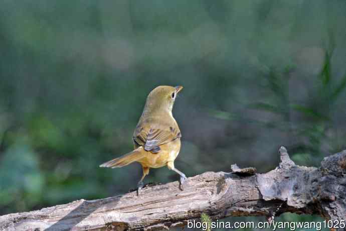厚嘴苇莺(6) 厚嘴苇莺(6)
