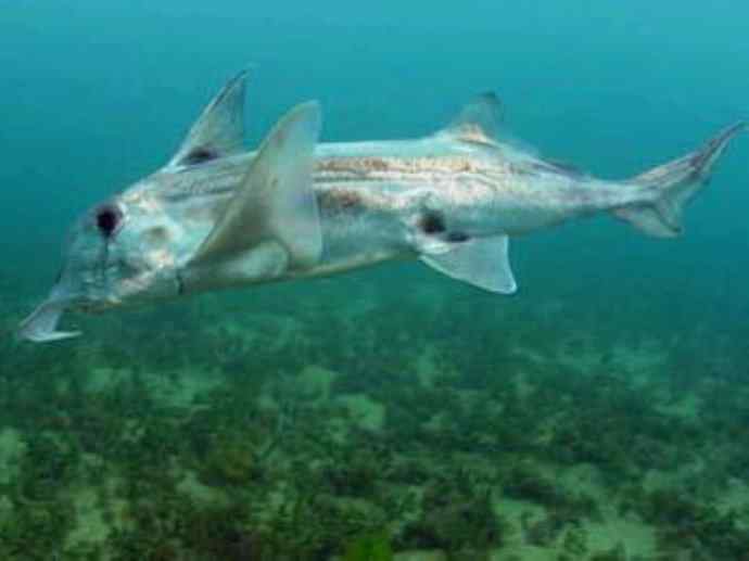 鱼类活化石：叶吻银鲛