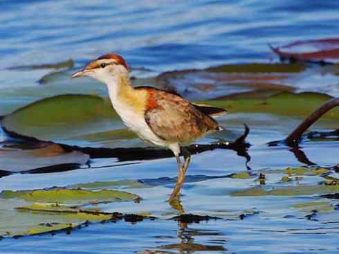 奇特的盔：非洲雉鸻