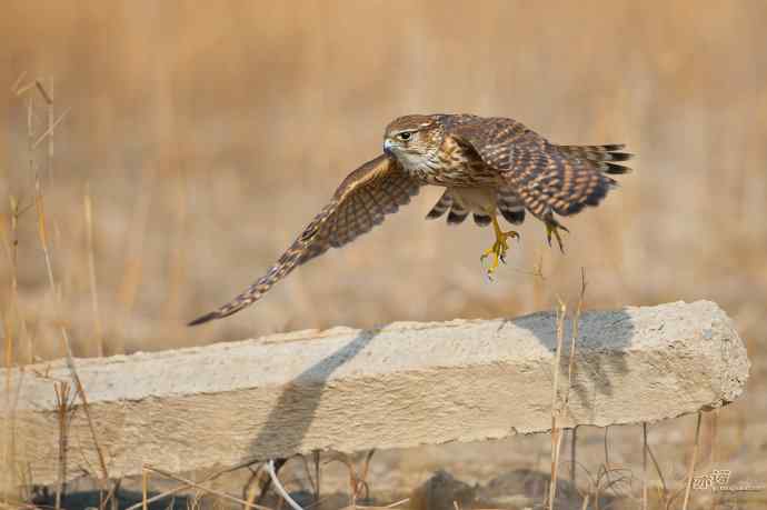 【野鸭湖的鸟】灰背隼 【野鸭湖的鸟】灰背隼