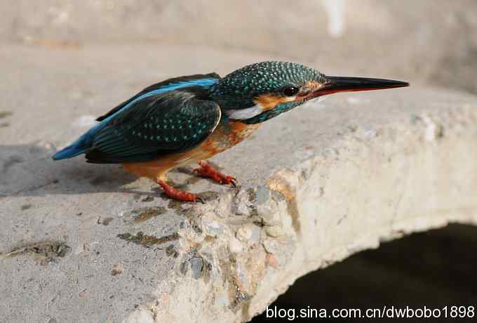 新年第一炮:小翠抓虾 新年第一炮:小翠抓虾