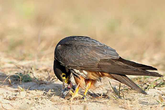 弱肉强食（杀戮吞噬篇）