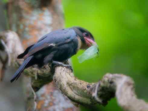 美丽无罪：雀鸟之阔嘴鸟