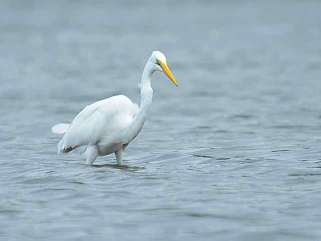 北戴河湿地演绎鸥鹭风情