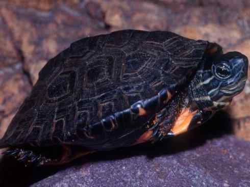 玄武:传说的兽原型探秘(潮龟) 玄武:传说的兽原型探秘(潮龟)