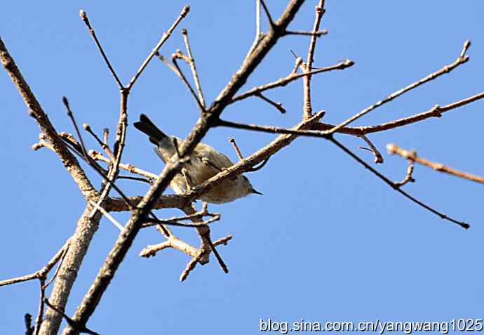 高枝头的戴菊鸟 高枝头的戴菊鸟