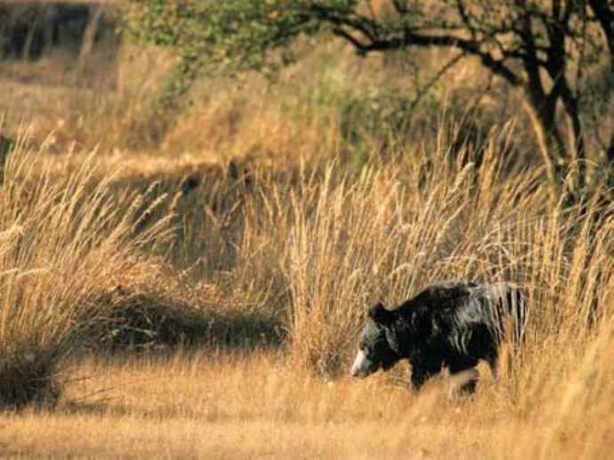 盘点十二大著名食蚁动物：懒熊