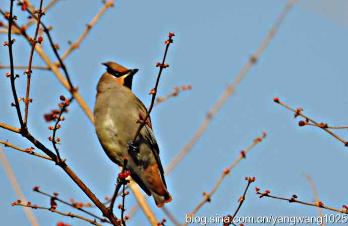 太平鸟（抓拍）1