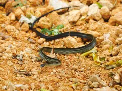 龙：传说的兽原型探秘（游蛇类）