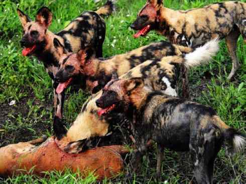 犬科：薮犬亚科非洲野犬属之非洲野犬